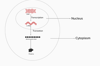 Rapid Read: CRISPR — Gene Expression