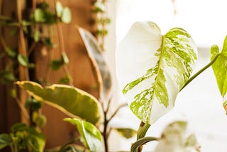 What Are Variegated Plants?