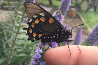 Bay Area Butterfly Gardens 101