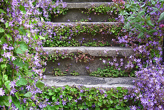 Lavender Stairs, British Columbia, Canada