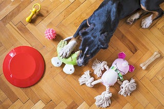 A Timely (sorta) Dog Gift Guide