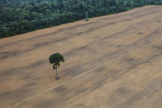 Revealed: UK banks and investors’ $2bn backing of meat firms linked to Amazon deforestation