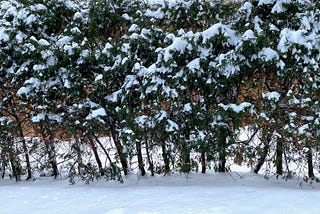 Picture of snow-covered hedges with snow on the ground below