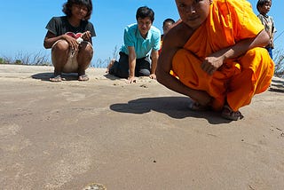 Turtles and Monks in Cambodia