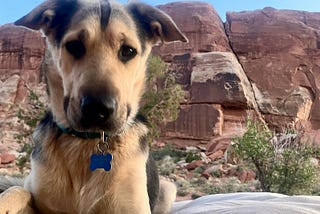 Dog, resting on her bed with Utah’s red rock desert as a backdrop