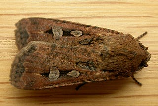 Written In The Stars: Bogong Moths Migrate To Hidden Caves By Following The Stars