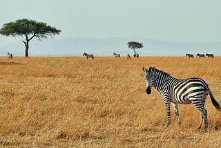 Why Zebras don’t get Ulcers? — My notes