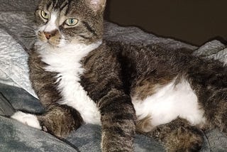 Breakfast of Champions