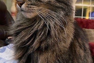 A small tiger cat posing for her portait.