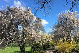 A garden path in spring