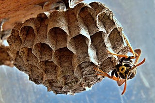 The King of the Wasps