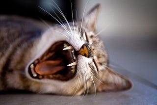 Offsetting Your Sleep Deficit