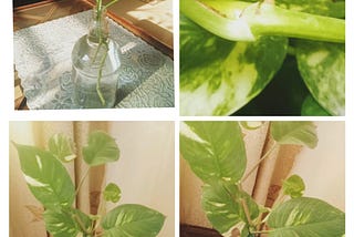 ‘Epipremnum aureum’ makes your living space more lively