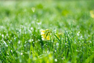A close image of grass after rain with one yellow droopy flower set in the middle