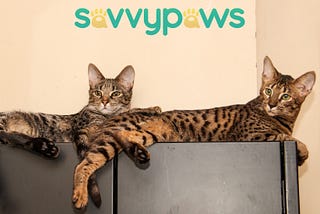 Guide to Savannah Cat Generations