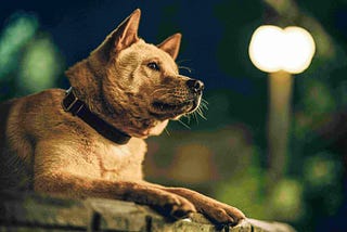 Crítica | Hachiko — Para Sempre