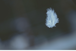 A feather floating down.