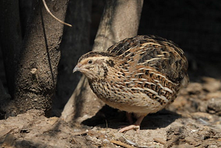 Birds That Invest More Energy Into Parenthood Age Faster And Die Younger