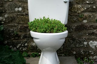 A white porcelain toilet with foliage growing out of the bowl stands outside