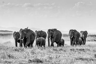 Adverse Effect of Climate Change Kills Over 200 Elephants