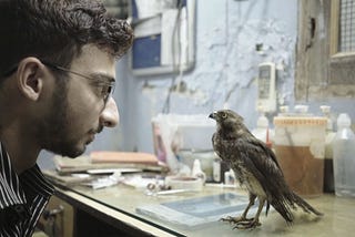 A man with glasses looking at a bird that is standing on a desk in front of his face.