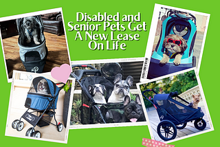 How Pet Strollers Give Disabled and Senior Pets A New Lease On Life