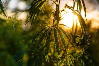 The benefits of Medical Marijuana