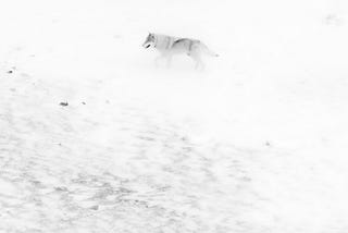 As Long As We’re At War With Nature — We Can’t Save the Environment