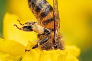 A World Without Bees — Was the Bee Movie Correct?