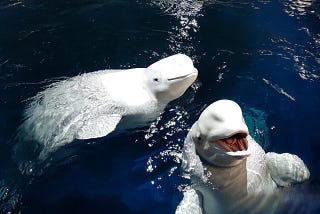 A Tale of Two Whales and the World’s First Beluga Sanctuary