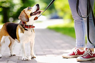 Your Dog is waiting to be trained: Don’t Neglect It!