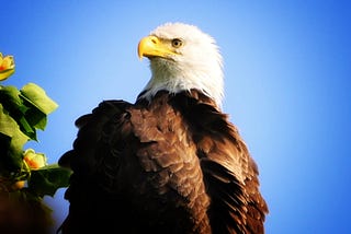 National Bald Eagle Day