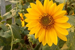 Visualizing My Experience