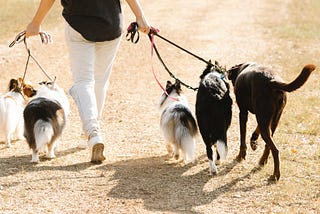 Becoming the Pack Leader: Understanding Your Dog’s Behavior and How to Lead Them