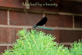 A damselfly with black wings and a green body sits atop a light green bush.