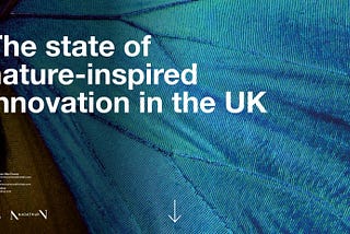 The State of Nature-Inspired Innovation in the UK