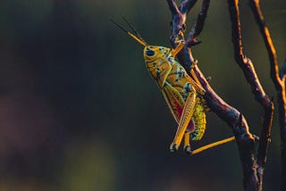 Why Rich People Eating Insects Won’t Save the World
