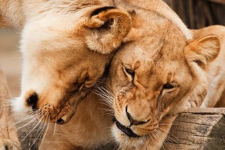 Roaring success: How lions teach us about the art of collaboration