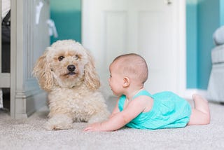 A baby in a teal dress is lying on the carpet, facing a fluffy cream-colored dog. The dog looks attentively at the baby. The background features a room with a soft blue and white color palette.