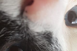 Close do focinho da gata Cookie com o nariz próximo a câmera mostrando a pelagem caramelo e preta, uma cor em cada olho e uma faixa branca dividindo ambas indo até o nariz.