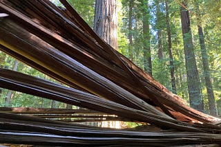 redwood tree split in forest