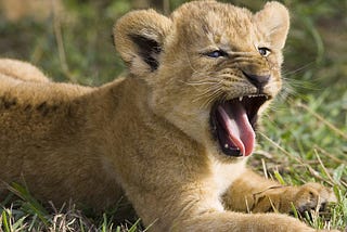 The origins of Baby Lion