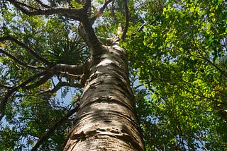 The trunk of a tree rises from the ground with numerous branches and green leaves.