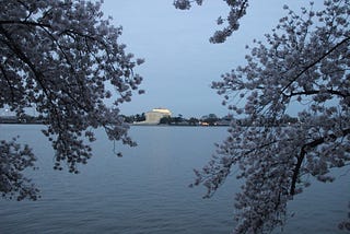 The Fragility of Life, the American Experiment, and Cherry Blossoms