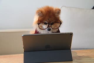 Small dog wearing eyeglasses looking at computer screen