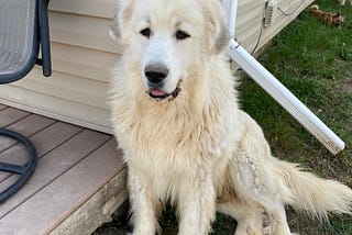 Hank the cow dog, er Hank the livestock guardian dog