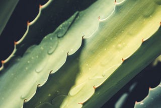 My Mother’s Ever Green Aloe Plant