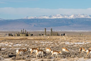 A herd of pronghorn in front of an oil and gas rig