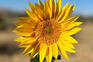 Why we’re giving away free sunflower seeds