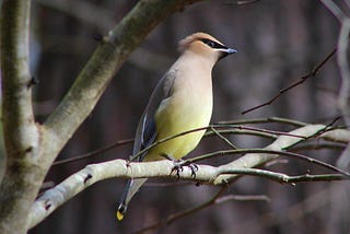 How & Why to Love Birds: A Q&A